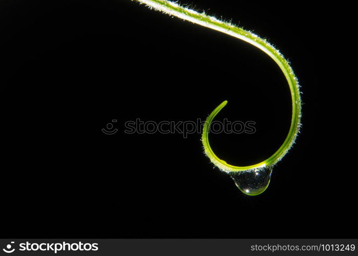 Drops of water on Mustache