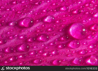 Drops of water on pink petals