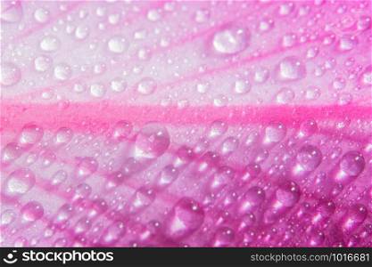 Drops of water on pink petals