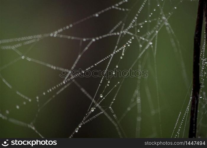 Drops of water on spider webs