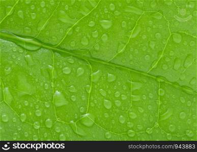Drops of water on tea leaves