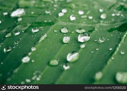 drops of water on the leaves. green nature background