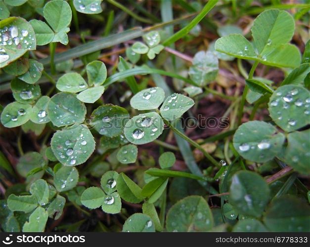 drops on a grass