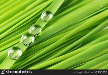 Drops on a grass. Fresh green vegetation with a drop of water close up