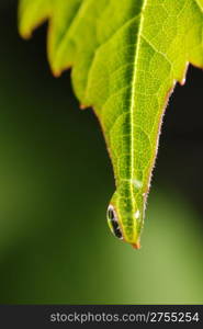 Drops on a leaf. Morning dew on green vegetation