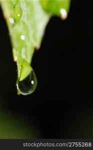 Drops on a leaf. Morning dew on green vegetation