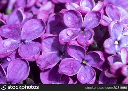 Drops on flowers. Lilacs in close-up. Blossoms of lilacs. Purple flowers.. Lilacs in close-up. Blossoms of lilacs. Purple flowers. Drops on flowers.