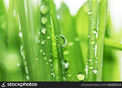 Drops on grass