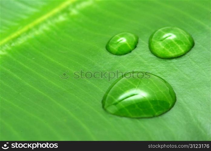 drops on green plant leaf