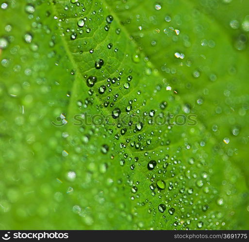 drops on leaves