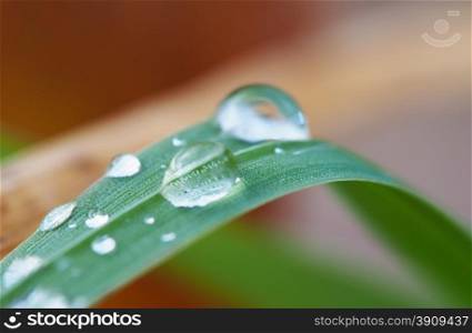 drops on leaves