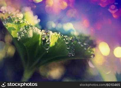 Drops on leaves