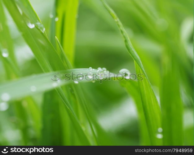 drops on leaves