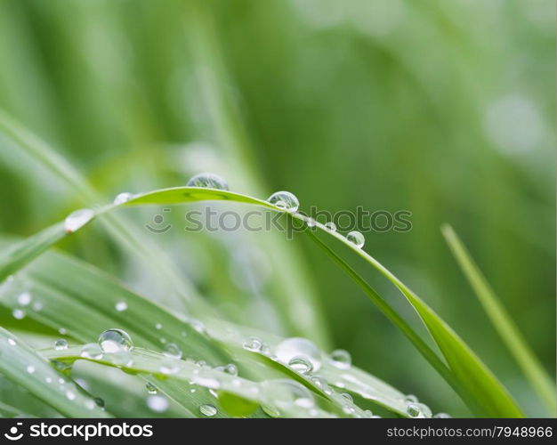 drops on leaves