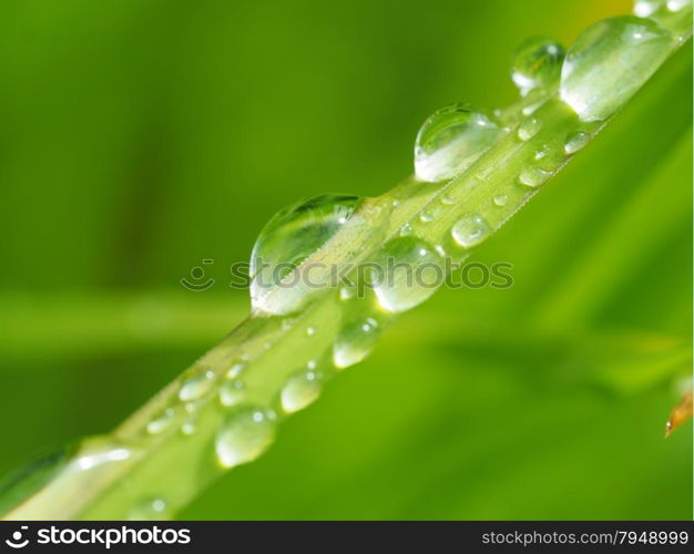 drops on leaves