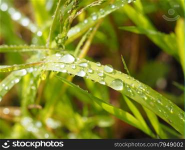 drops on leaves
