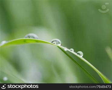 drops on plant