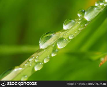 drops on plant