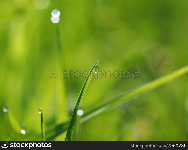 drops on the grass