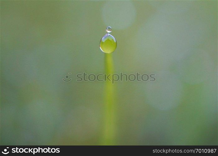 drops on the green grass plant leaves                               