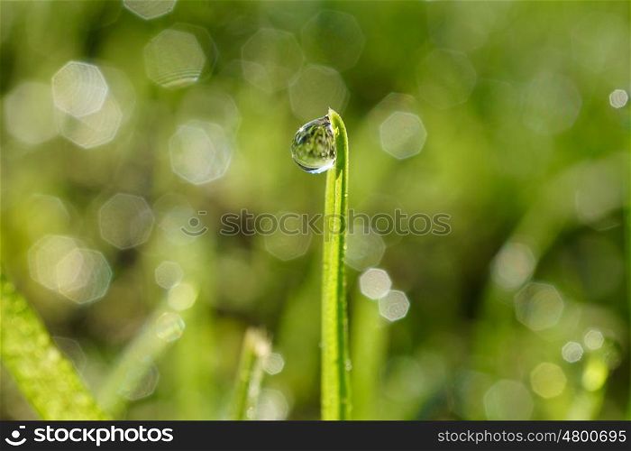 drops on the green leaf
