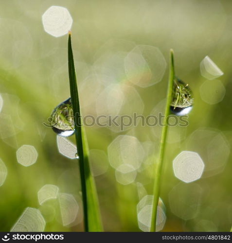 drops on the green leaves