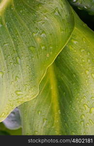 drops on the green leaves