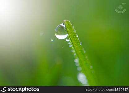 drops on the green leaves