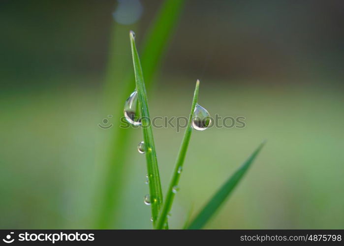 drops on the green leaves