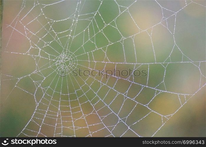 drops on the spider web