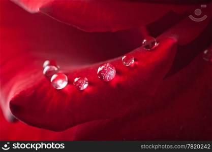 drops over red rose