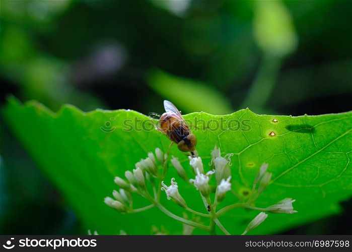 Drosophila melanogaster with stamens flower small white flowering shrubs in the park