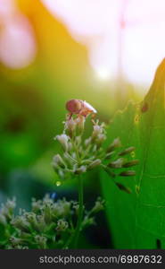 Drosophila melanogaster with stamens flower small white flowering shrubs in the park