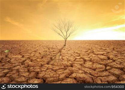 Drought land and hot weather and dry tree