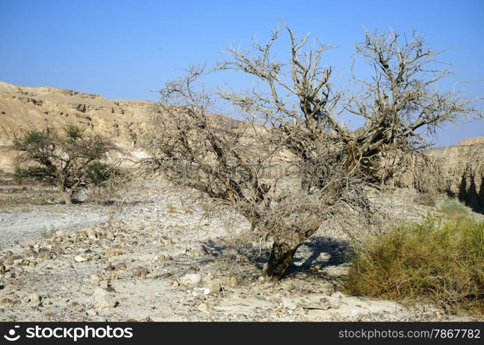 Dry acacia tree in Negev desert, Israel