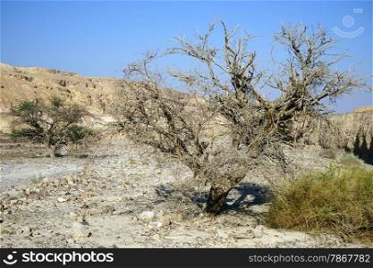 Dry acacia tree in Negev desert, Israel