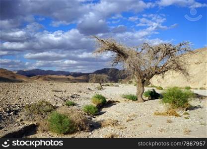 Dry acacia tree in Negev desert, Israel