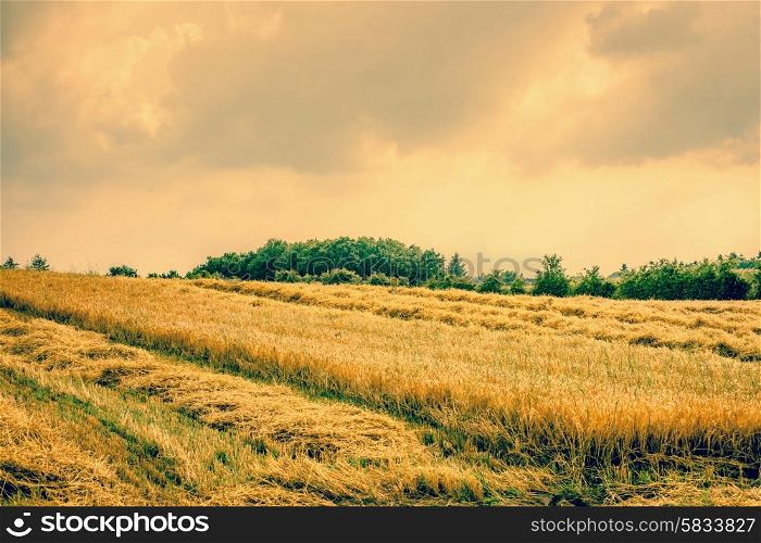 Dry agricultural field landscape with golden crops