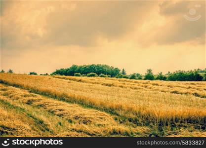 Dry agricultural field landscape with golden crops