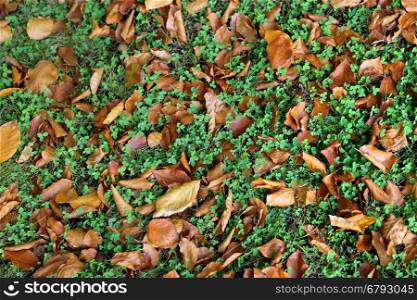 Dry autumn leaves and green leaves of clover, Nature background