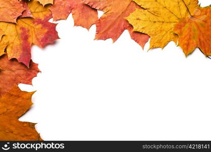 dry autumn leaves isolated