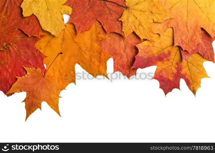 dry autumn leaves isolated
