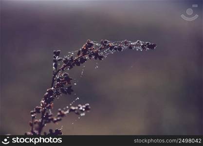 Dry autumn plant with dew water drops on spiders web closeup