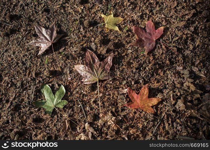 dry Autumn season leaves in view