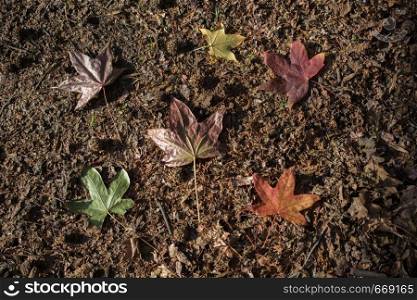 dry Autumn season leaves in view