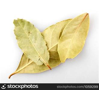 Dry bay leaf against white background. Laurus nobilis.