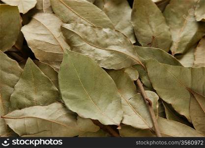 dry bay leaves