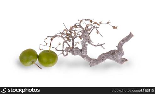 Dry branch, isolated on a white background