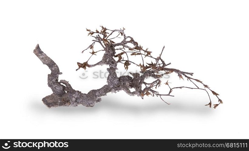 Dry branch, isolated on a white background