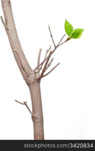 Dry branch with leaf buds